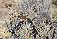 Ochetorhynchus phoenicurus