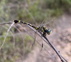 Paragomphus sabicus