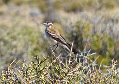 Neoxolmis rubetra