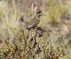 Upucerthia dumetaria