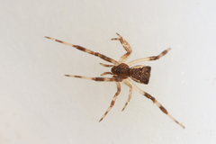 Episinus angulatus