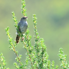 Cisticola subruficapilla