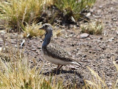 Thinocorus rumicivorus