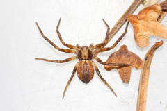Philodromus collinus