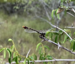 Paragomphus genei