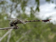 Paragomphus genei