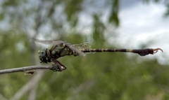Paragomphus genei