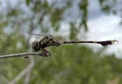 Paragomphus genei