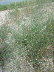 Polygonum equisetiforme