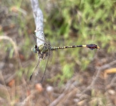 Paragomphus genei