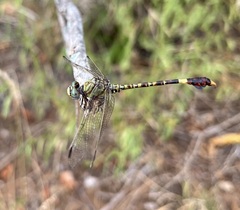 Paragomphus genei