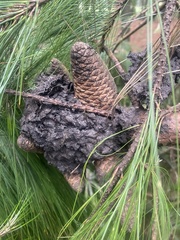 Nasutitermes walkeri