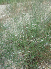 Polygonum equisetiforme
