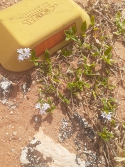 Richardia grandiflora