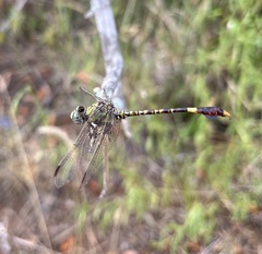 Paragomphus genei