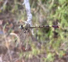 Paragomphus genei