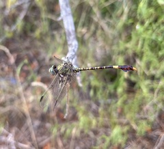 Paragomphus genei