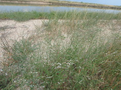 Polygonum equisetiforme