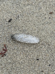 Doryteuthis opalescens