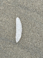 Doryteuthis opalescens