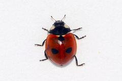 Coccinella quinquepunctata