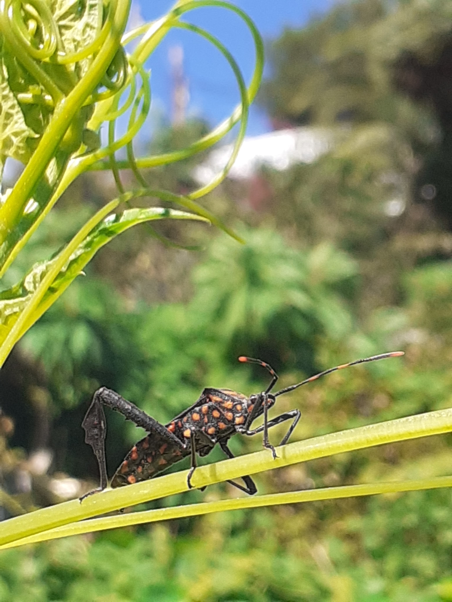 Leptoglossus gonagra