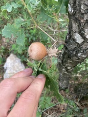 Andricus quercustozae