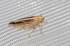 Stenocranus minutus