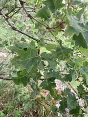 Andricus quercustozae