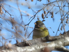 Carduelis citrinella