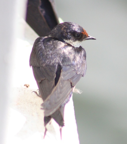 Hirundo albigularis