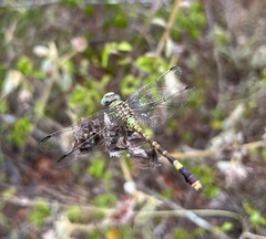 Paragomphus elpidius