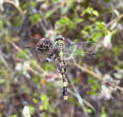 Paragomphus elpidius