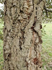 Ectoedemia heringella