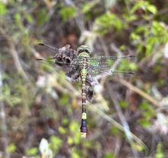 Paragomphus elpidius