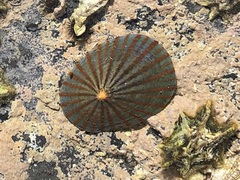 Cellana nigrolineata