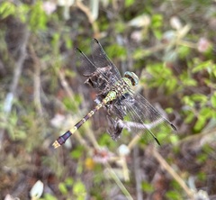 Paragomphus elpidius