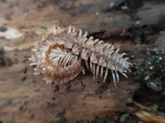 Polydesmus complanatus