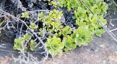 Osmitopsis dentata