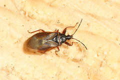 Gastrodes abietum