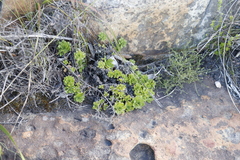 Osmitopsis dentata
