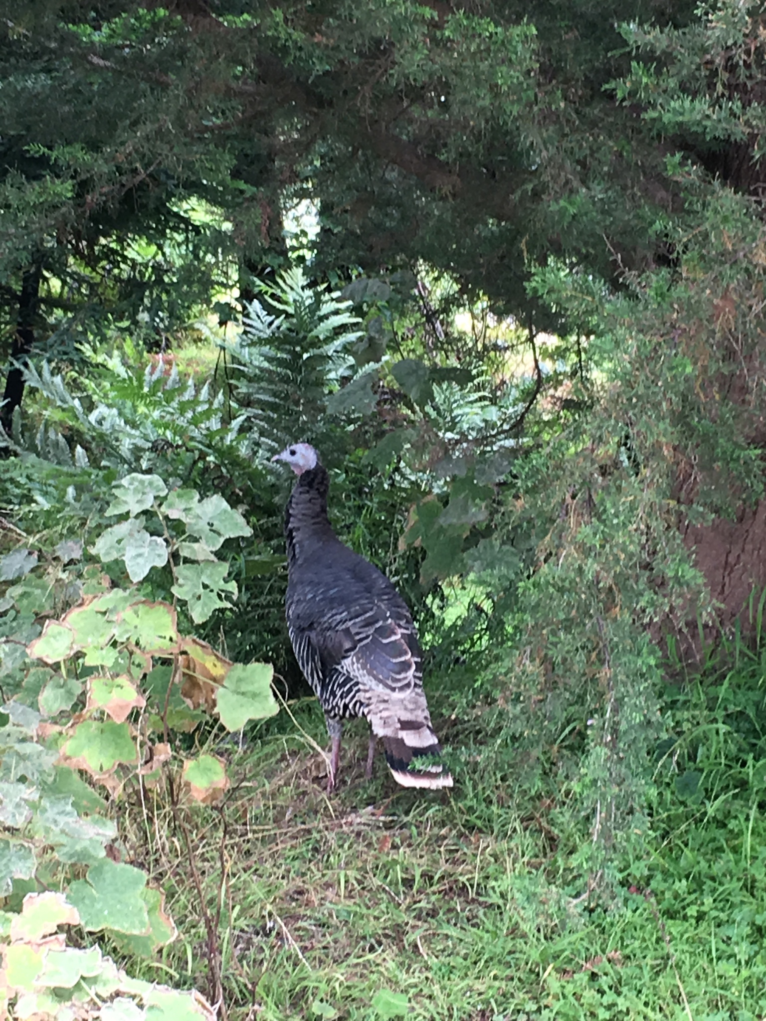 Wild Turkey