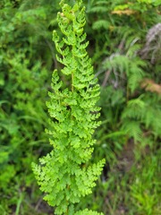 Anemia vestita