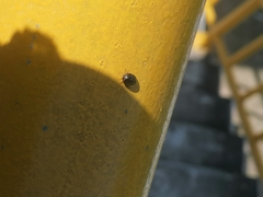 Brachyplatys subaeneus