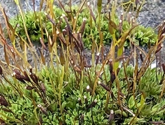 Tortula muralis
