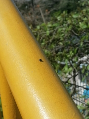 Brachyplatys subaeneus