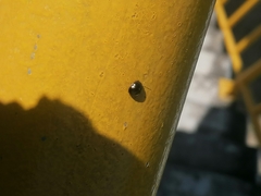 Brachyplatys subaeneus