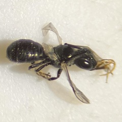 Ceratina