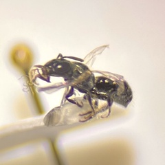 Ceratina