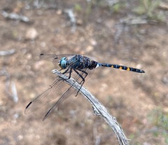 Zygonoides fuelleborni